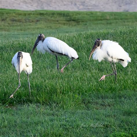 the villages golf courses|Wood storks playing follow the leader at Churchill  .